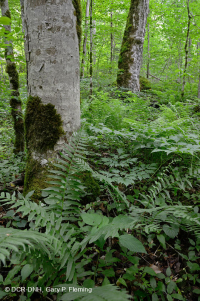 南阿巴拉契亚里奇湾森林 (糖枫 - 七叶树类型) – CEGL 007695 南阿巴拉契亚里奇湾森林 (糖枫 - 七叶树类型) – CEGL 007695