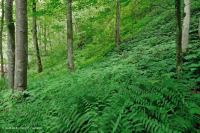 南阿巴拉契亚石灰岩富饶海湾森林 – CEGL 006472 南阿巴拉契亚石灰岩富饶海湾森林 – CEGL 006472