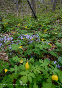 南阿巴拉契亚石灰岩富饶海湾森林 - CEGL 006472 南阿巴拉契亚石灰岩富饶海湾森林 - CEGL 006472