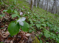 南阿巴拉契亚石灰岩富饶海湾森林 - CEGL 006472 南阿巴拉契亚石灰岩富饶海湾森林 - CEGL 006472