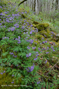南阿巴拉契亚石灰岩富饶海湾森林 - CEGL 006472 南阿巴拉契亚石灰岩富饶海湾森林 - CEGL 006472