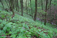 南阿巴拉契亚里奇湾森林 (糖枫 - 七叶树类型) – CEGL 007695 南阿巴拉契亚里奇湾森林 (糖枫 - 七叶树类型) – CEGL 007695