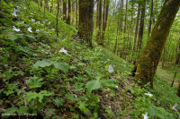 南阿巴拉契亚里奇湾森林 (糖枫 - 七叶树类型) – CEGL 007695 南阿巴拉契亚里奇湾森林 (糖枫 - 七叶树类型) – CEGL 007695