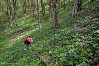 南阿巴拉契亚里奇湾森林 (糖枫 - 七叶树类型) – CEGL 007695 南阿巴拉契亚里奇湾森林 (糖枫 - 七叶树类型) – CEGL 007695