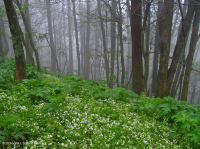 南阿巴拉契亚里奇湾森林 (糖枫 - 七叶树类型) – CEGL 007695 南阿巴拉契亚里奇湾森林 (糖枫 - 七叶树类型) – CEGL 007695