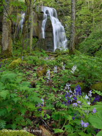 南阿巴拉契亚石灰岩富饶海湾森林 – CEGL 006472 南阿巴拉契亚石灰岩富饶海湾森林 – CEGL 006472