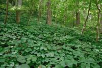 南阿巴拉契亚石灰岩富饶海湾森林 – CEGL 006472 南阿巴拉契亚石灰岩富饶海湾森林 – CEGL 006472