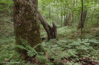 南阿巴拉契亚里奇湾森林 (糖枫 - 七叶树类型) – CEGL 007695 南阿巴拉契亚里奇湾森林 (糖枫 - 七叶树类型) – CEGL 007695