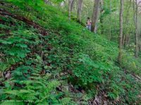 南阿巴拉契亚石灰岩富饶海湾森林 – CEGL 006472 南阿巴拉契亚石灰岩富饶海湾森林 – CEGL 006472