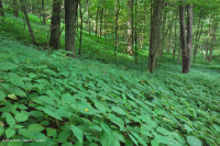 中央阿巴拉契亚里奇湾森林(糖枫 - 椴树类型) – CEGL 006237 中央阿巴拉契亚里奇湾森林(糖枫 - 椴树类型) – CEGL 006237