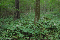 中央阿巴拉契亚里奇湾森林(糖枫 - 椴树类型) – CEGL 006237 中央阿巴拉契亚里奇湾森林(糖枫 - 椴树类型) – CEGL 006237