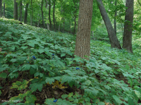 中央阿巴拉契亚里奇湾森林(糖枫 - 椴树类型) – CEGL 006237 中央阿巴拉契亚里奇湾森林(糖枫 - 椴树类型) – CEGL 006237