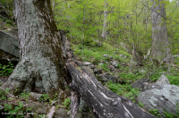 中央阿巴拉契亚里奇湾森林(糖枫 - 椴树类型) – CEGL 006237 中央阿巴拉契亚里奇湾森林(糖枫 - 椴树类型) – CEGL 006237