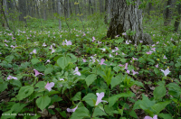 阿巴拉契亚富湾森林(鹅掌楸 - 混合硬木类型) – CEGL 007710 阿巴拉契亚富湾森林(鹅掌楸 - 混合硬木类型) – CEGL 007710