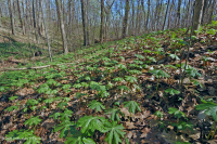 沿海平原/外山麓基本中生代森林 - CEGL 006055 沿海平原/外山麓基本中生代森林 - CEGL 006055