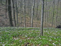 沿海平原/外山麓基本中生代森林 - CEGL 006055 沿海平原/外山麓基本中生代森林 - CEGL 006055