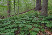 沿海平原/外山麓基本中生代森林 - CEGL 006055 沿海平原/外山麓基本中生代森林 - CEGL 006055