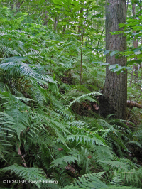 沿海平原/外山麓基本中生代森林 - CEGL 006055 沿海平原/外山麓基本中生代森林 - CEGL 006055