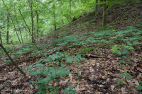 沿海平原/外山麓基本中生代森林 - CEGL 006055 沿海平原/外山麓基本中生代森林 - CEGL 006055