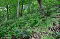 南皮埃蒙特基本中生代森林 - CEGL 008466 南皮埃蒙特基本中生代森林 - CEGL 008466