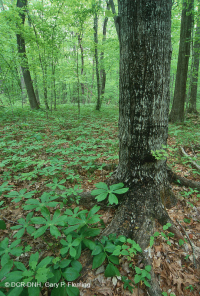 南皮埃蒙特基本中生代森林 - CEGL 008466 南皮埃蒙特基本中生代森林 - CEGL 008466