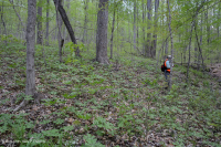 南皮埃蒙特基本中生代森林 - CEGL 008466 南皮埃蒙特基本中生代森林 - CEGL 008466