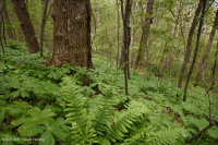 内皮埃蒙特/下蓝岭基本中生代森林 - CEGL 006186 内皮埃蒙特/下蓝岭基本中生代森林 - CEGL 006186