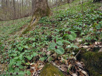 中央阿巴拉契亚/皮埃蒙特基本中生森林(双叶 - 蓝升麻类型)- CEGL 008412 中央阿巴拉契亚/皮埃蒙特基本中生森林(双叶 - 蓝升麻类型)- CEGL 008412