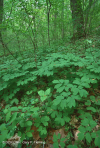 中央阿巴拉契亚/皮埃蒙特基本中生森林(双叶 - 蓝升麻类型)- CEGL 008412 中央阿巴拉契亚/皮埃蒙特基本中生森林(双叶 - 蓝升麻类型)- CEGL 008412