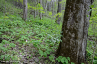 中央阿巴拉契亚/皮埃蒙特基本中生森林(双叶 - 蓝升麻类型)- CEGL 008412 中央阿巴拉契亚/皮埃蒙特基本中生森林(双叶 - 蓝升麻类型)- CEGL 008412