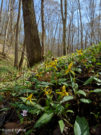中央阿巴拉契亚/皮埃蒙特基本中生森林(双叶 - 蓝升麻类型)- CEGL 008412 中央阿巴拉契亚/皮埃蒙特基本中生森林(双叶 - 蓝升麻类型)- CEGL 008412