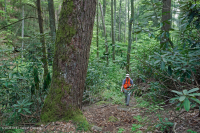 南阿巴拉契亚酸性海湾森林 – CEGL 007543 南阿巴拉契亚酸性海湾森林 – CEGL 007543