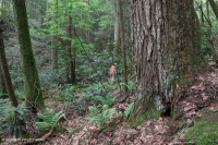 南阿巴拉契亚酸性海湾森林 – CEGL 007543 南阿巴拉契亚酸性海湾森林 – CEGL 007543