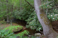 南阿巴拉契亚酸性海湾森林 – CEGL 007543 南阿巴拉契亚酸性海湾森林 – CEGL 007543