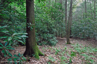 南阿巴拉契亚酸性海湾森林 – CEGL 007543 南阿巴拉契亚酸性海湾森林 – CEGL 007543