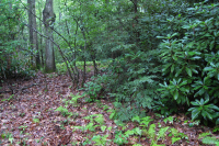 南阿巴拉契亚酸性海湾森林 – CEGL 007543 南阿巴拉契亚酸性海湾森林 – CEGL 007543