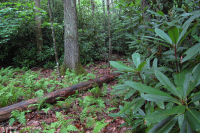 南阿巴拉契亚酸性海湾森林 – CEGL 007543 南阿巴拉契亚酸性海湾森林 – CEGL 007543