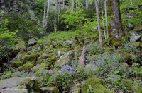 坎伯兰山酸性海湾森林 - CEGL 008407 坎伯兰山酸性海湾森林 - CEGL 008407