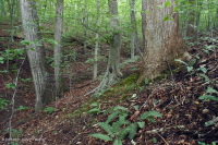 北部沿海平原/山麓中生代混合硬木森林 – CEGL 006075 北部沿海平原/山麓中生代混合硬木森林 – CEGL 006075