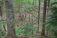 北部沿海平原/山麓中生代混合硬木森林 – CEGL 006075 北部沿海平原/山麓中生代混合硬木森林 – CEGL 006075