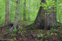 北部沿海平原/山麓中生代混合硬木森林 – CEGL 006075 北部沿海平原/山麓中生代混合硬木森林 – CEGL 006075