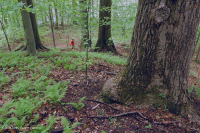 北部沿海平原/山麓中生代混合硬木森林 – CEGL 006075 北部沿海平原/山麓中生代混合硬木森林 – CEGL 006075