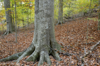 北部沿海平原/山麓中生代混合硬木森林 – CEGL 006075 北部沿海平原/山麓中生代混合硬木森林 – CEGL 006075