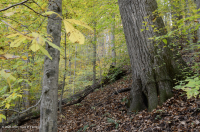 北部沿海平原/山麓中生代混合硬木森林 – CEGL 006075 北部沿海平原/山麓中生代混合硬木森林 – CEGL 006075