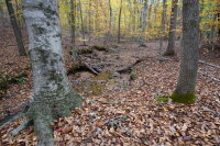 北部沿海平原/山麓中生代混合硬木森林 – CEGL 006075 北部沿海平原/山麓中生代混合硬木森林 – CEGL 006075
