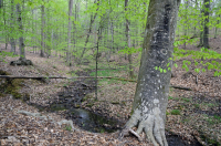 北部沿海平原/山麓中生代混合硬木森林 – CEGL 006075 北部沿海平原/山麓中生代混合硬木森林 – CEGL 006075