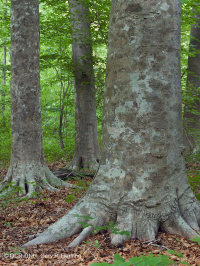北部沿海平原/山麓中生代混合硬木森林 – CEGL 006075 北部沿海平原/山麓中生代混合硬木森林 – CEGL 006075