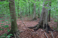 南部沿海平原中生混合硬木森林 ~ CEGL 007211 南部沿海平原中生混合硬木森林 ~ CEGL 007211