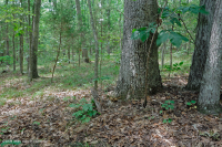 南皮埃蒙特硬盘森林 – CEGL 003714 南皮埃蒙特硬盘森林 – CEGL 003714