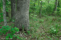 南皮埃蒙特硬盘森林 – CEGL 003714 南皮埃蒙特硬盘森林 – CEGL 003714